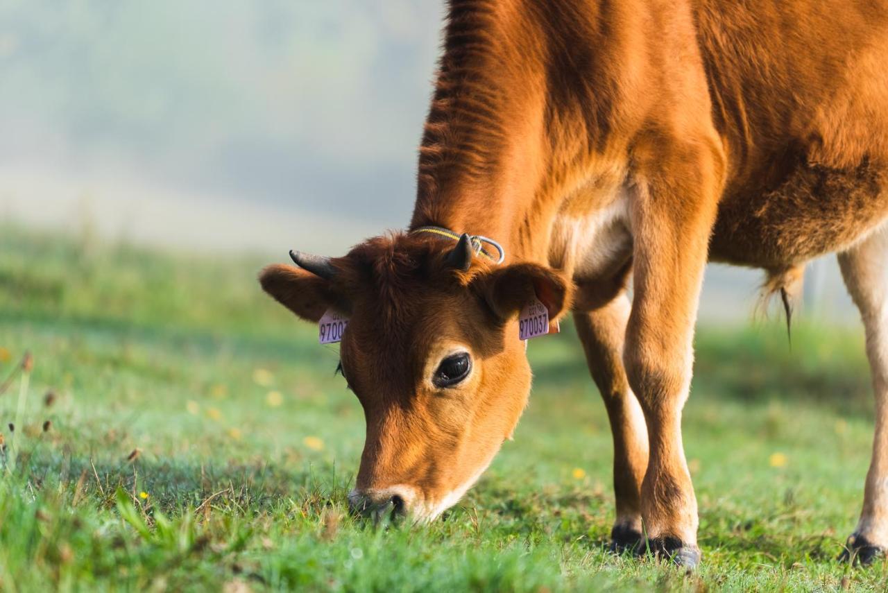 Penzion Jizera Malá Skála Bagian luar foto