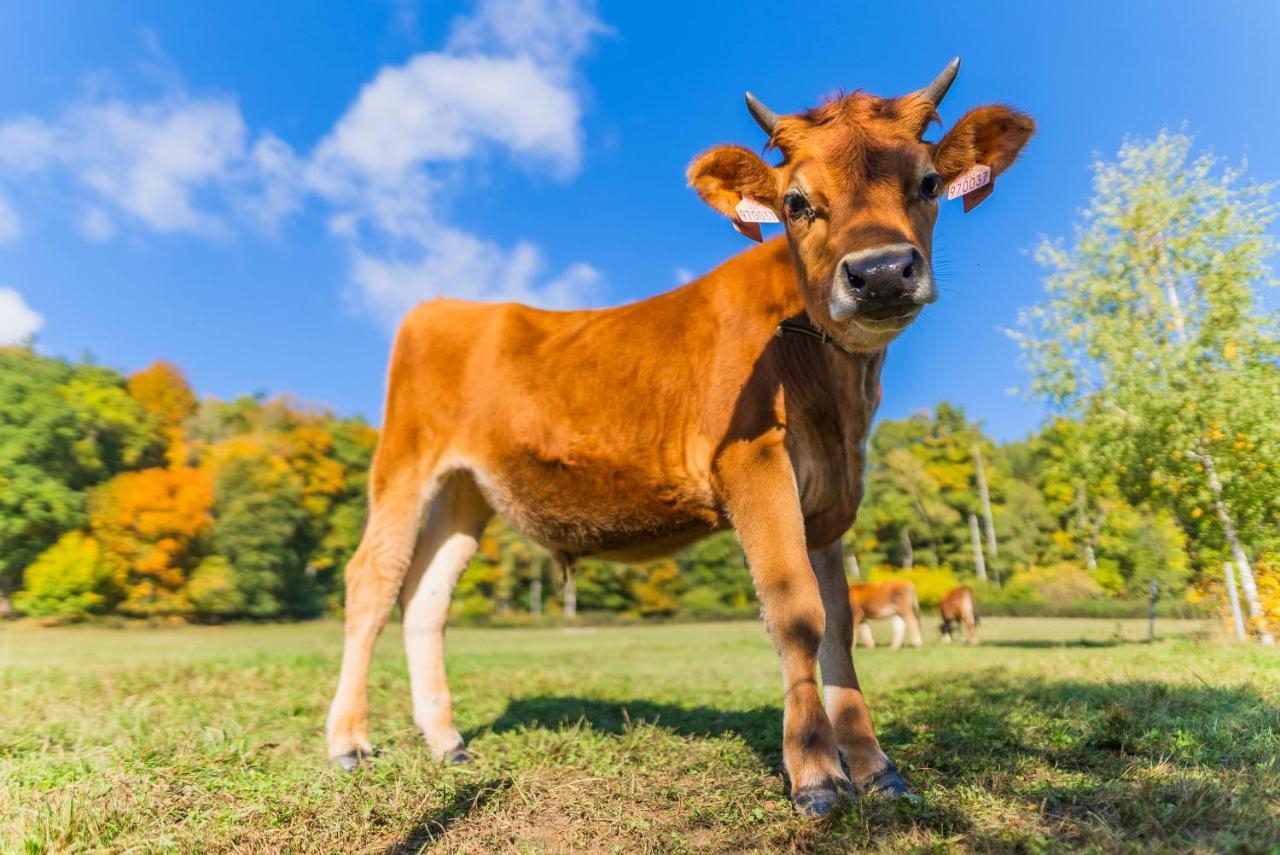 Penzion Jizera Malá Skála Bagian luar foto